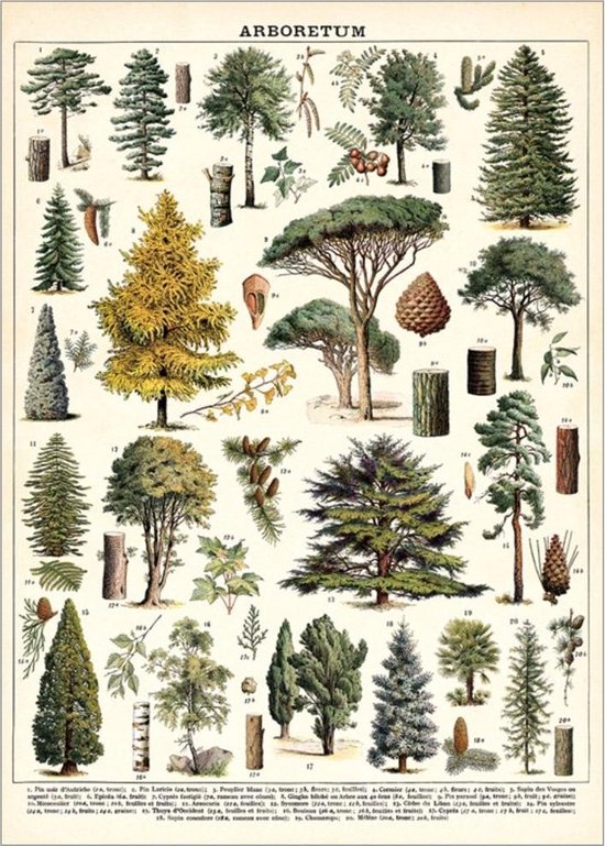 Poster Arboretum - Cavallini & Co - Vintage Schoolplaat