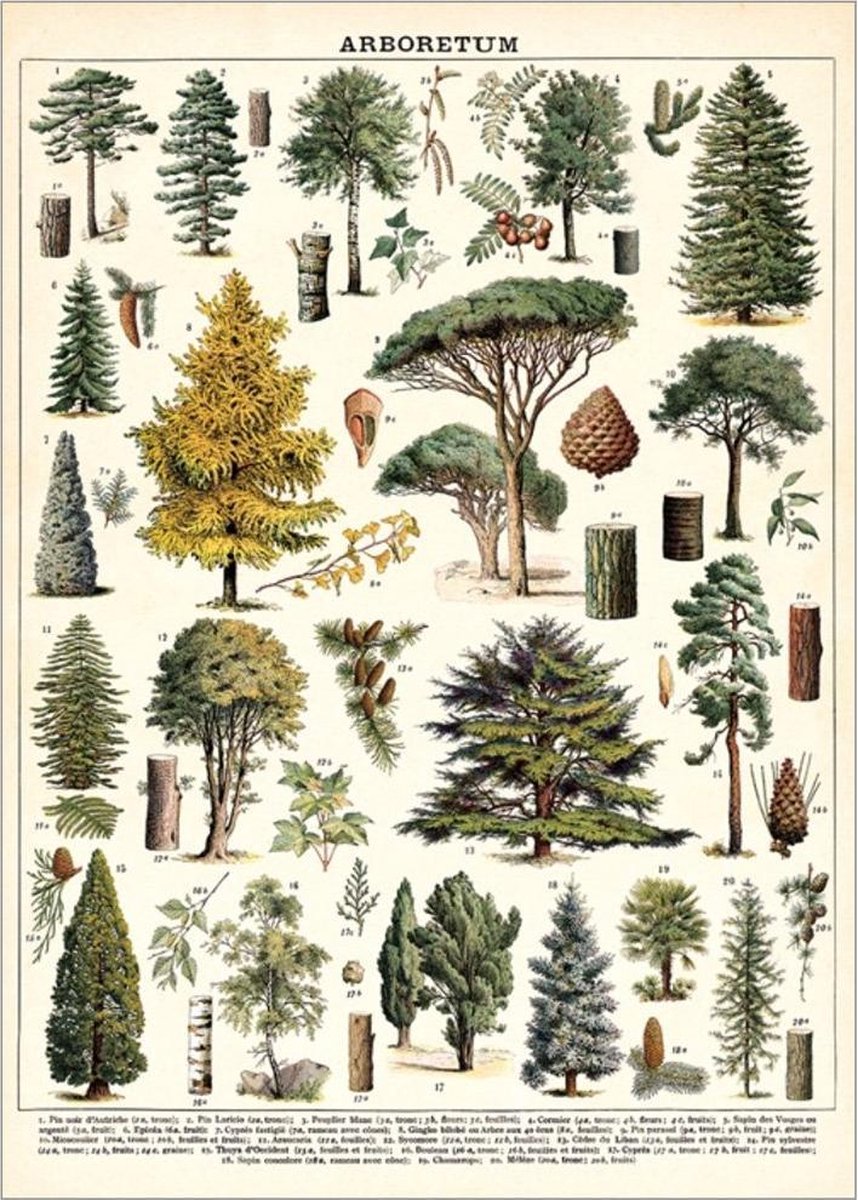Cavallini & Co Poster Arboretum - Cavallini & Co - Vintage Schoolplaat Multi Color