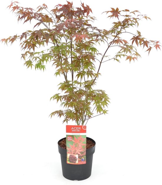 Acer palmatum 'Atropurpureum' - Japanse esdoorn - Hoogte 60/80 cm - 24cm Ã˜ pot - Bladkleur: Donker Rood