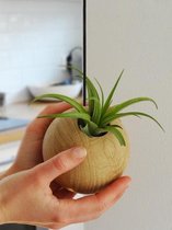 Sphere with Black Cord + Brachycaulos