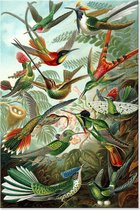 Graphic Message Tuin Schilderij op Outdoor Canvas Vogels - Ernst Haeckel - Kunstformen der Natur