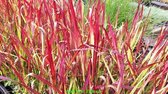 Imperata cylindrica 'Red Baron' - Japans bloedgras - 6 stuks P9