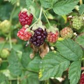 Framboos - Boysenberry (doornloos 2L)