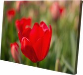 CANVASDOEK RODE TULP | Wanddecoratie | 90 CM x 60 CM | Canvas | Foto op canvas | Schilderij | Aan de muur | Natuur | BLOEMEN