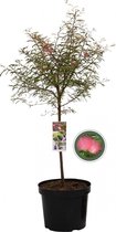 Surinaamse poederkwast - Calliandra Surinamensis - Totale hoogte 85 cm