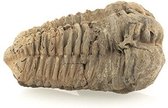 Trilobite fossile brun, env.6 cm