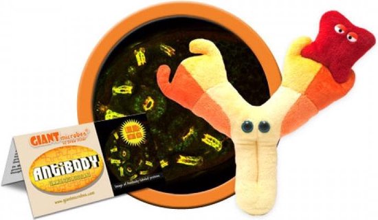 Antibody (Immunoglobulin) | bol.com
