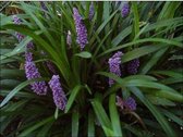 12 stuks Liriope muscari Moneymaker - pot 9x9cm