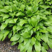 6 x Hosta Lancifolia - Hartlelie pot 9x9cm - Schaduwminnende Sierplant