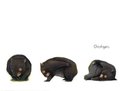 jackie french wombat