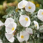 Convolvulus Cneorum - Zilverwinde - 25-30 cm in pot: Struik met zilverachtig blad en witte, trompetvormige bloemen.
