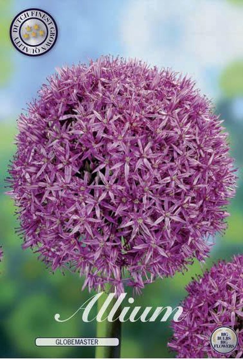 Globemaster Allium Bloembollen 1 stuks bolmaat 20+
