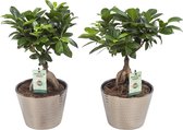 Ficus Gin Seng Wyberline goud ( 2 Stuks )