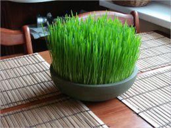 Foto: How to grow wheatgrass