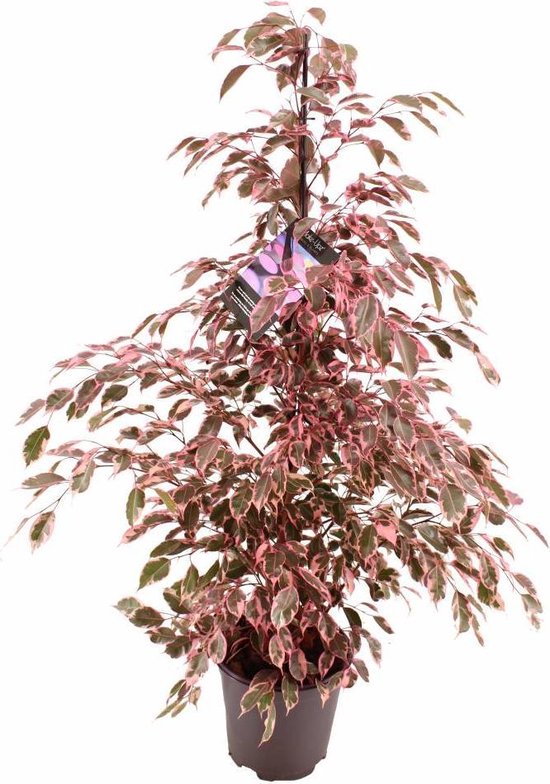 Ficus benjamina Twilight Make-Upz® (roze), Hoogte 105 CM, Pot Ø 21 CM |  