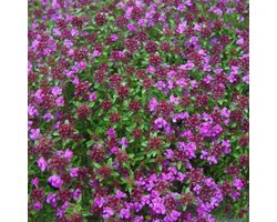 6 x Thymus Praecox 'Creeping Red' - Tijm pot 9x9cm