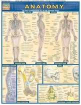 Anatomy