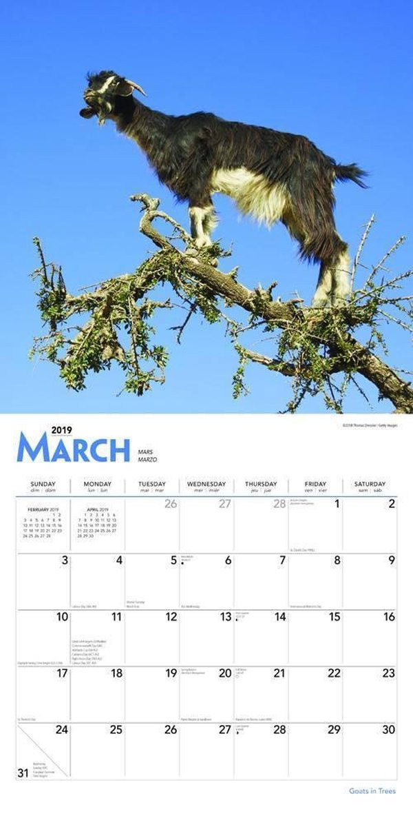 Goats in Trees Kalender 2019