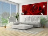 Flower Rose Red  Photo Wallcovering