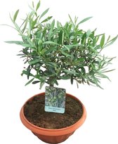 Bonsai Olijfboom Olea europaea 40cm