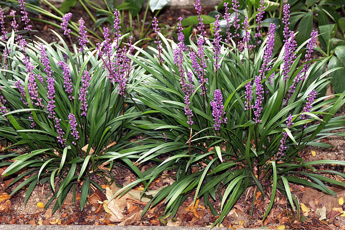 12x Liriope muscari 'Royal Purple' - Leliegras in p9 (0,5 liter) pot - Merkloos