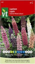 Lupine Festival Gemengd, vaste plant met lange bloemstengels en rijke kleurenschakering