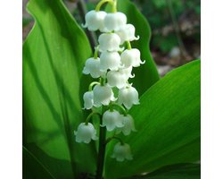 6 x Convallaria Majalis - Lelietje Der Dalen pot 9x9cm