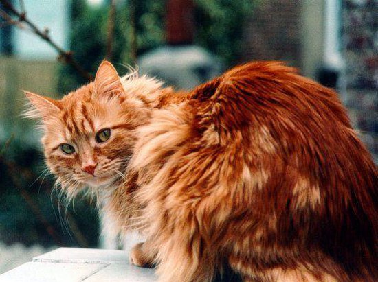 Le Chat Maigre Ebook Anatole France Livres Bol Com
