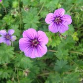 6 x Geranium 'Dilys' - Ooievaarsbek - Diep paarse bloemen, bodembedekker