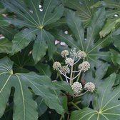 Fatsia Japonica - Vingerplant 40-60 cm pot