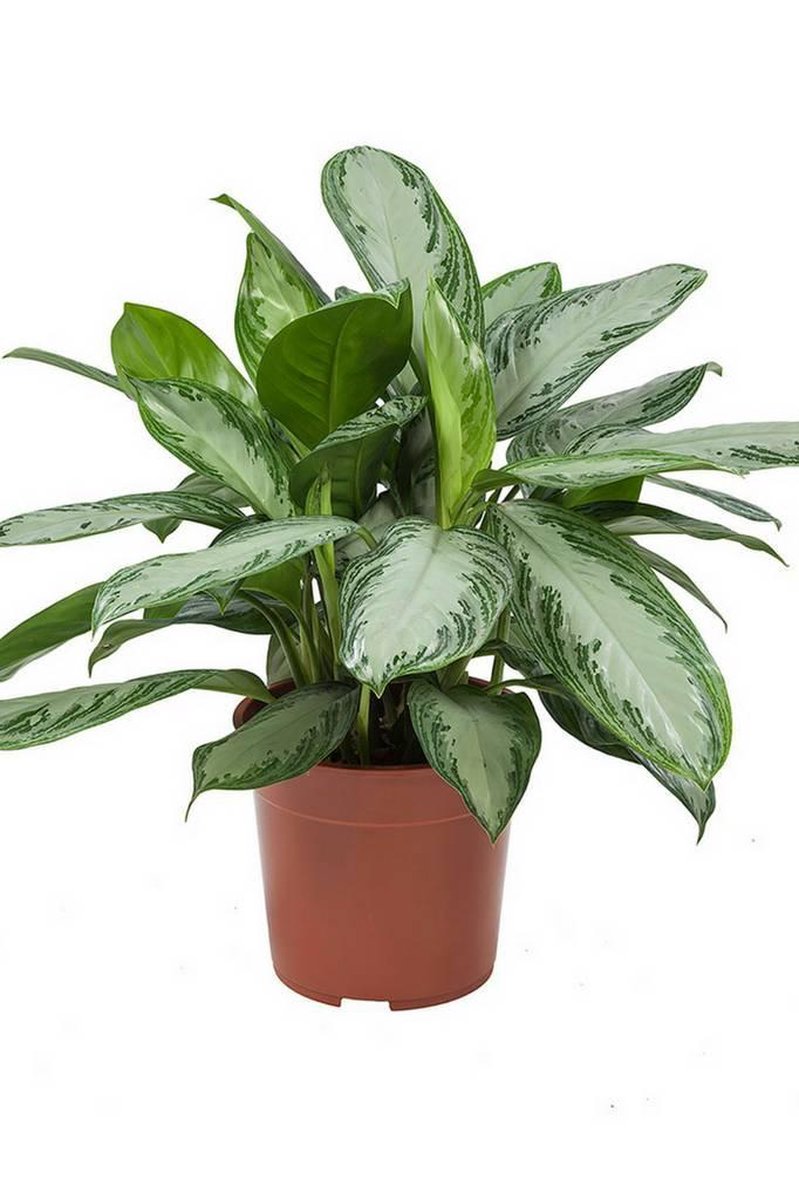 Aglaonema Silver Bay Ø27cm