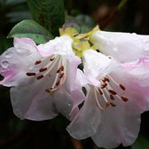 Rhododendron 'Cilpinense' - 20-30 cm pot: Lichtroze tot witte bloemen, ideaal voor schaduwrijke plekken.
