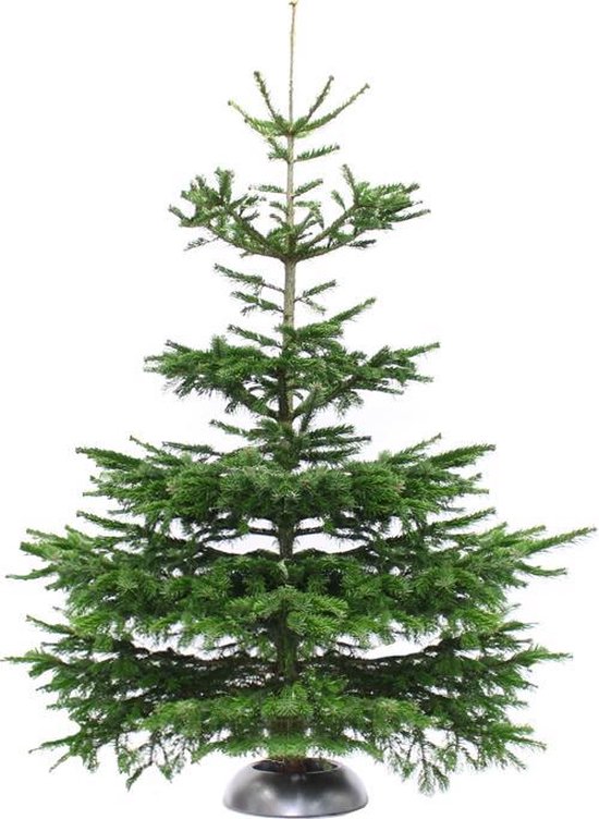 verdacht flexibel beet Echte kerstboom Nordmann spar 2.75 - 3 meter zonder kluit | bol.com