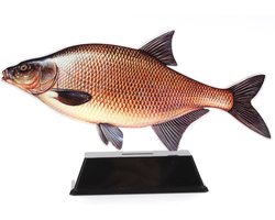 Vistrofee Real Fish Brasem 21 cm - Prijs Viswedstrijd Visprijs Wedstrijdprijzen Sportvissen Visprijzen Wedstrijdvissen Viswedstrijden Sportvisprijs Sportvisprijzen Visbokaal Vis Bokaal Beker Visbeker Wedstrijdbeker Visbeeld Beeldje Hengelsportprijzen