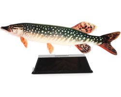 Vistrofee Real Fish Snoek 23 cm - Prijs Snoekwedstrijd Viswedstrijd Visprijs Wedstrijdprijzen Sportvissen Visprijzen Wedstrijdvissen Viswedstrijden Sportvisprijs Sportvisprijzen Visbokaal Vis Bokaal Beker Visbeker Wedstrijdbeker Visbeeld Beeldje Heng