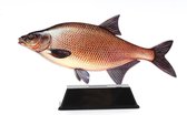 Vistrofee Real Fish Brasem 18 cm - Prijs Viswedstrijd Visprijs Wedstrijdprijzen Sportvissen Visprijzen Wedstrijdvissen Viswedstrijden Sportvisprijs Sportvisprijzen Visbokaal Vis Bo