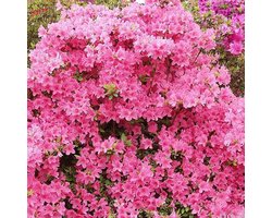 Azalea Japonica - Azalea 25-30 cm in pot