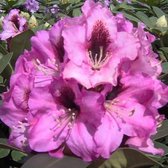 Rhododendron 'Kokardia' - 40-50 cm pot: Kleurrijke bloemen met een opvallend contrasterend oog.