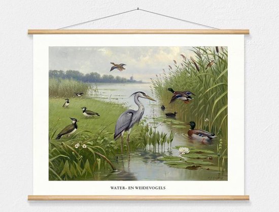 Affiche scolaire 'Oiseaux d' Water et de prairie' par MA Koekkoek