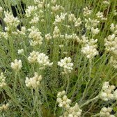 6 x Antennaria Dioica Borealis - Rozenkransje Pot 9x9 cm - Witte Kussenvormige Plant