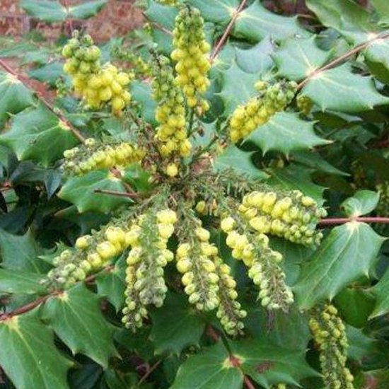 Mahonia Japonica 'Hivernant' - 50-60 cm pot