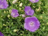 3 stuks Campanula carpatica Blaue Clips