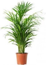 Bol.com Koopjetuinspul Chrysalidocarpus - Kamerplant - ↑ 90cm aanbieding