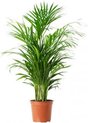 Koopjetuinspul Chrysalidocarpus - Kamerplant - ↑ 90cm