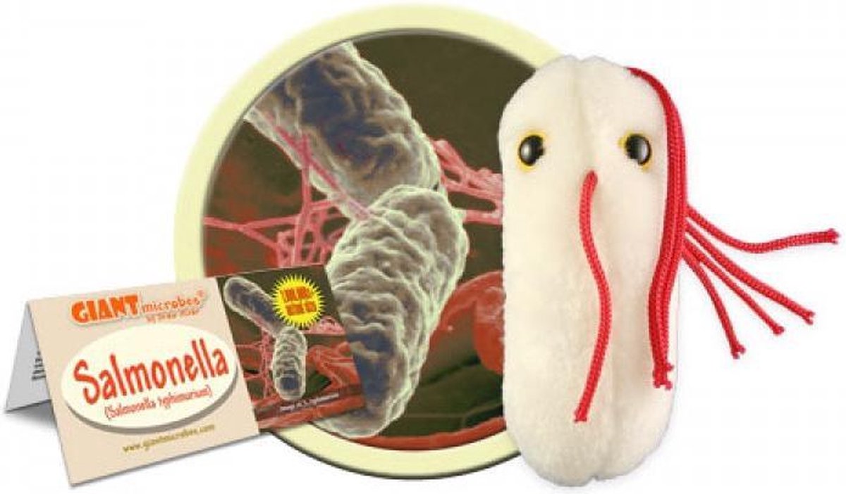 Salmonella (Salmonella Typhimurium)