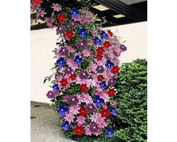 10 Klimplanten halen, 6 betalen! Tuin- en balkonplant 10 stuks - Clematis - Blauw, Wit, Roze en Rood - Hoogte 60cm - Doorsnede pot 15cm