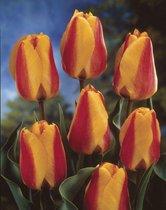 50 x Tulp Apeldoorn Elite