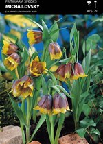 10 x Fritillaria Michailovsky