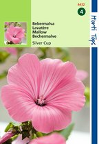 2 stuks Lavatera Trimestris Silver Cup Zalm Rose