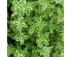 6 x Thymus Citriodorus - Citroentijm pot 9x9cm